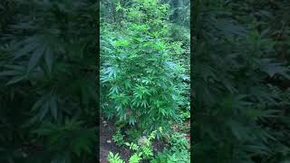 Guerrilla Grow Seven Leaf Genetics The Leroy bx75