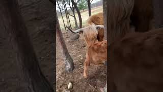Calf Freed From Head Stuck Between Tree