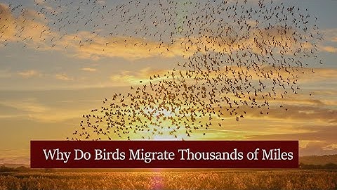Why Do Birds Migrate Thousands of Miles