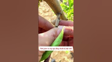 5 cách ghép các loại cây mà bạn nên biết