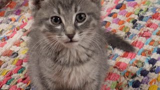 The new kittens make themselves at home by Kristofur 362 views 11 months ago 10 minutes, 8 seconds