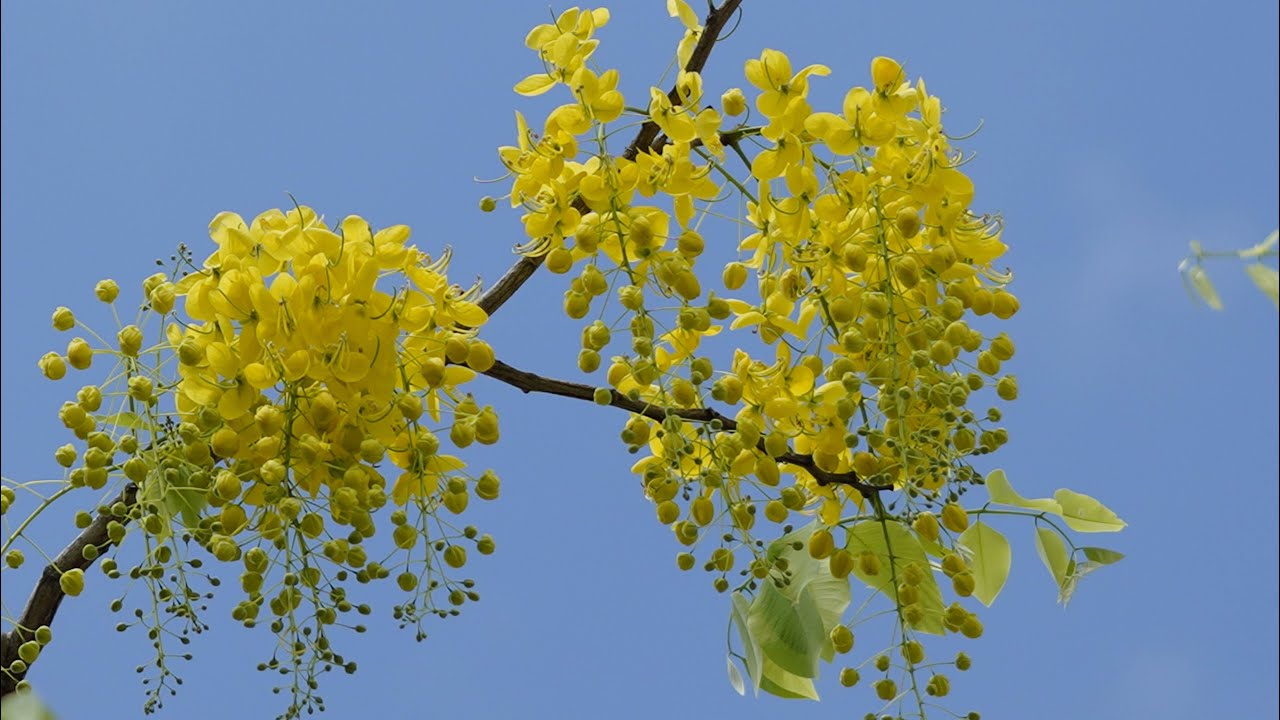 Golden Shower trees flourishing in Asia U , May 30 2020 亞大阿勃勒花開爤漫 YouTube