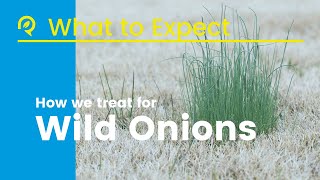 Celebrity How Long Will It Take To Get Rid Of Wild Onions In My Yard? Wealth