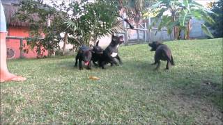 Survivalrio Zyg - Brincando De Kong