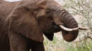 SAFARI LEWA ep.2 "Road Block"