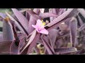 Urban filters  micro flower zoomed  royalty free stock footage