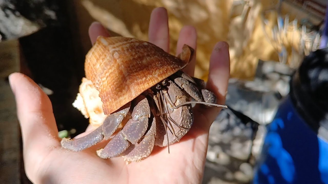 Meet my new hermit crabs || UMANG/KELOMANG/CANGREJO ERMITAÑO/