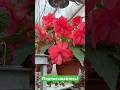Клубневая бегония нашей селекции DS-Бантики #begonia #бегонии