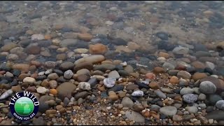 Wild Where You Are: Ancient Origins of Michigan's Petoskey Stones