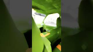 nexia uchun bitta like❤️