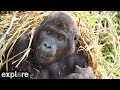 Grace gorilla forest corridor cam powered by exploreorg