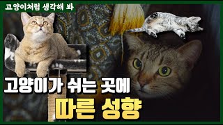 숨숨집, 캣타워 안쓰는 고양이들 다 이유가 있었구나 feat. 공간 성향 분석