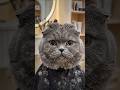 Cat gets Titanic Leo hair 😂🐱✨ #FunnyCat #AIAnimals #Shorts