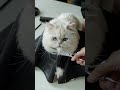 Fluffy Cat Haircut - Subscribe for more!