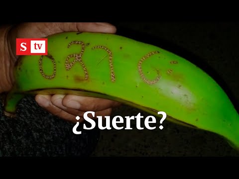 ¿Cómo se gana un chance? Las supersticiones que rodean a las apuestas | Semana Noticias