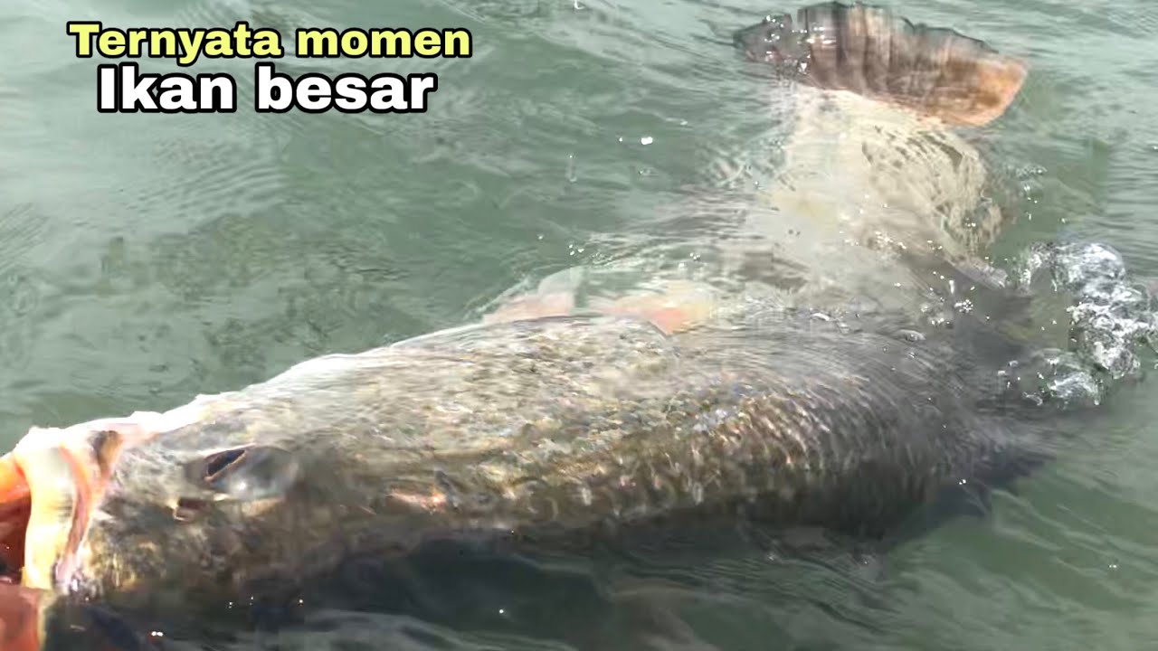 TERNYATA MOMEN IKAN BESAR!! Mancing kakap putih-Barramundi