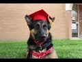 Service dog for POTS - Sly graduates and meets his person!