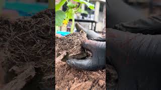 Removing a Root-Bound Cucumber Plant from a Peat-Pot to place in-ground.