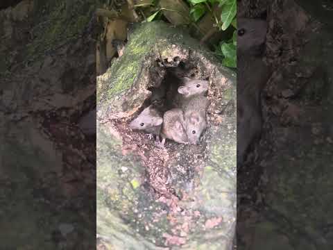 6 little mice in the log.     #nature #cute #garden #funny #funnyvideo