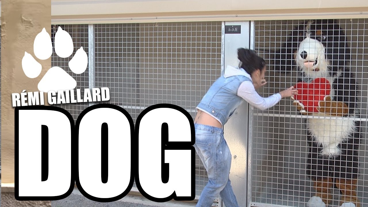 DOG (REMI GAILLARD) 🐶