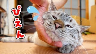 一泊出かけたら、寂しくて甘えん坊になってしまった猫がかわいすぎる