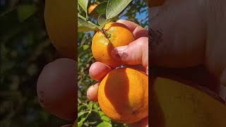 I am cutting orange #orange vegetable has amazing grow #nature #farming #shorts