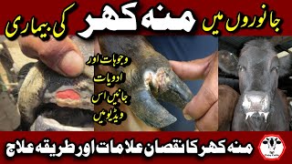 Foot and Mouth Disease in Cows and Buffaloes and Treatment | Cows Buffaloes me Mo Khur ka ilaj