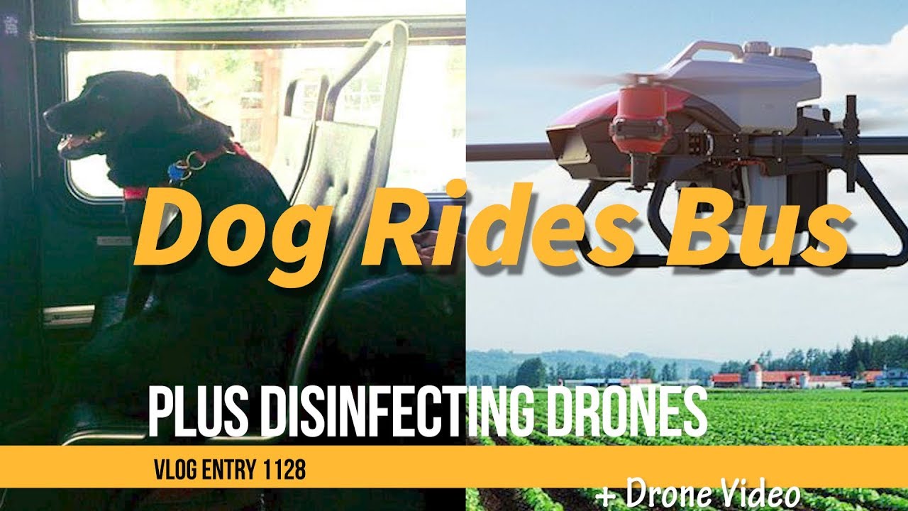 Dog Takes Bus To Park And Drones Disinfecting Areas YouTube