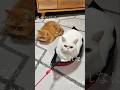 【みっちみち】謎の物体に限界まで詰まる猫たちがシュールすぎるww #shorts #猫