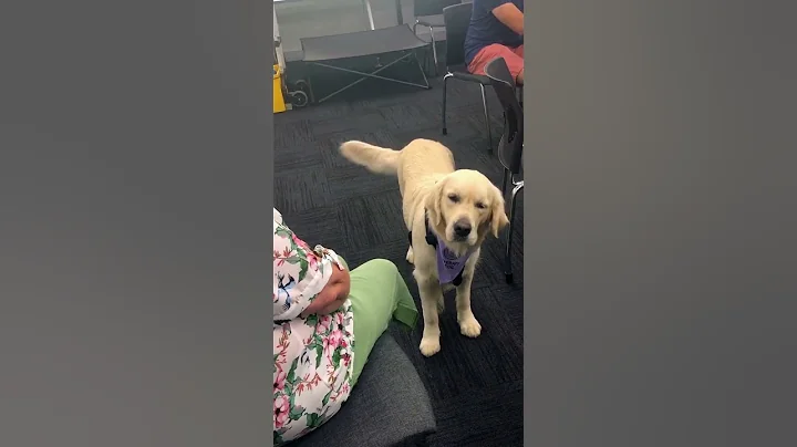 Meet Bonnie the Therapy Dog
