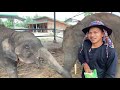 พ่อเสือโดนช้างดึง❗️หัวเกือบถิ่ม🤣,elephant