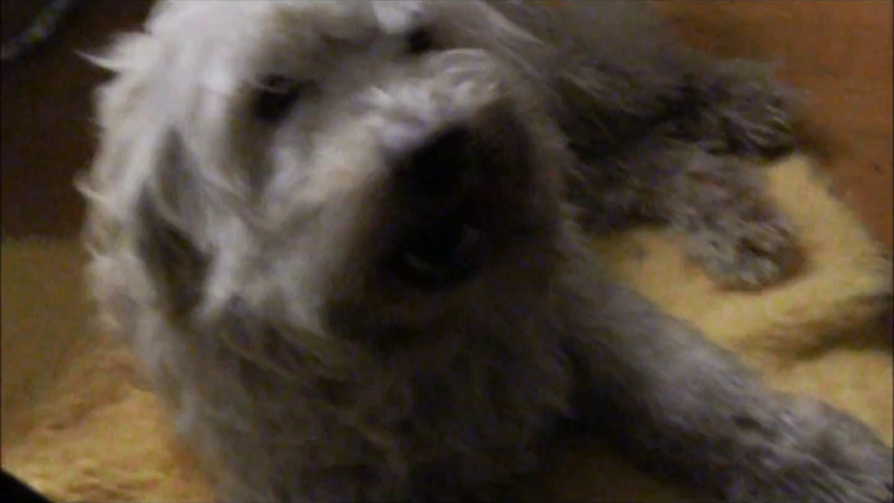 Dexter ein neuer Hund kommt ins Haus YouTube