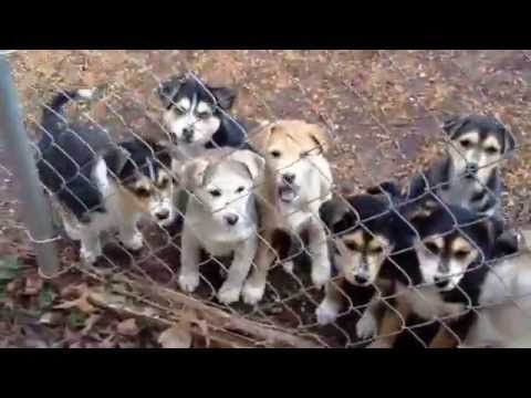 husky heeler mix puppies