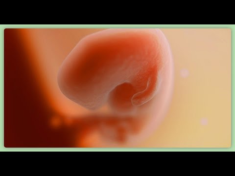 Pregnancy Update / 6 неделя беременности👼🍼 Pregnancy Update / 6 неделя беременности👼🍼
