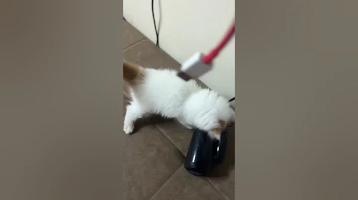 Video 10961871: cats catlover catlife, catlover catlife funny, cats love catlover, little white cat