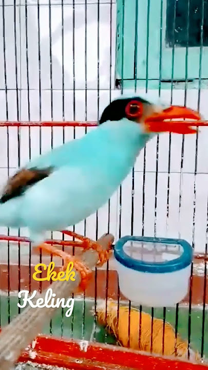 BURUNG Ekek Geling/ekek keling Gacor #shorts#GB Vans #birds #burung #burungindonesia #animals