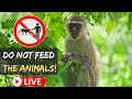 Live Chat: Do NOT Feed the animals