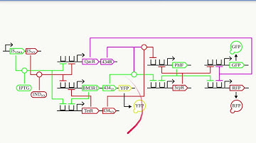 Design and Simulation for a 1-bit Serial Register in a Bacterial Gene Circuit