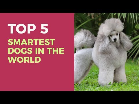 top 5 smartest dogs top 5 ways to smart dogs of the asian funnydog tv top 5 smartest dogs top 5 ways to smart dogs of the asian funnydog tv