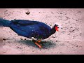 Red-throated Piping-Guan at claylick saltlick in the Amazon Rainforest Brazil