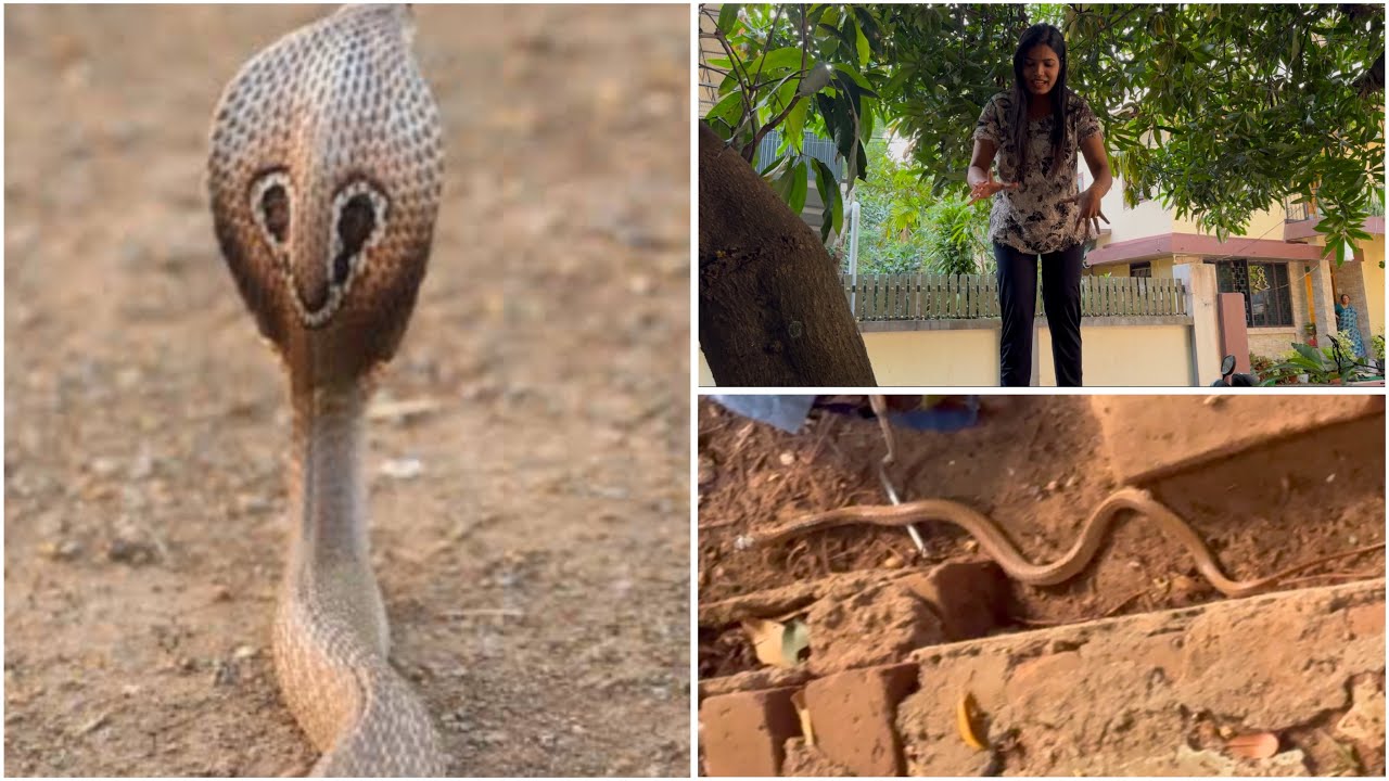 മക്കളേ....... മൂർഖൻ വീട്ടിൽ 🙄🙄👀