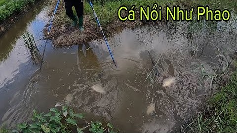 Kích Cá Máy 2f Cá Nổi Trắng Vợt | Cá Lóc Cá Rô Đồng Đầy Bao Cá |fishking vn