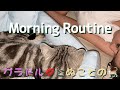 グラビアアイドルのモーニングルーティン～グラドルとぬこ殿～morningroutine 【グラビアアイドル】ねこ アメリカンショートヘア