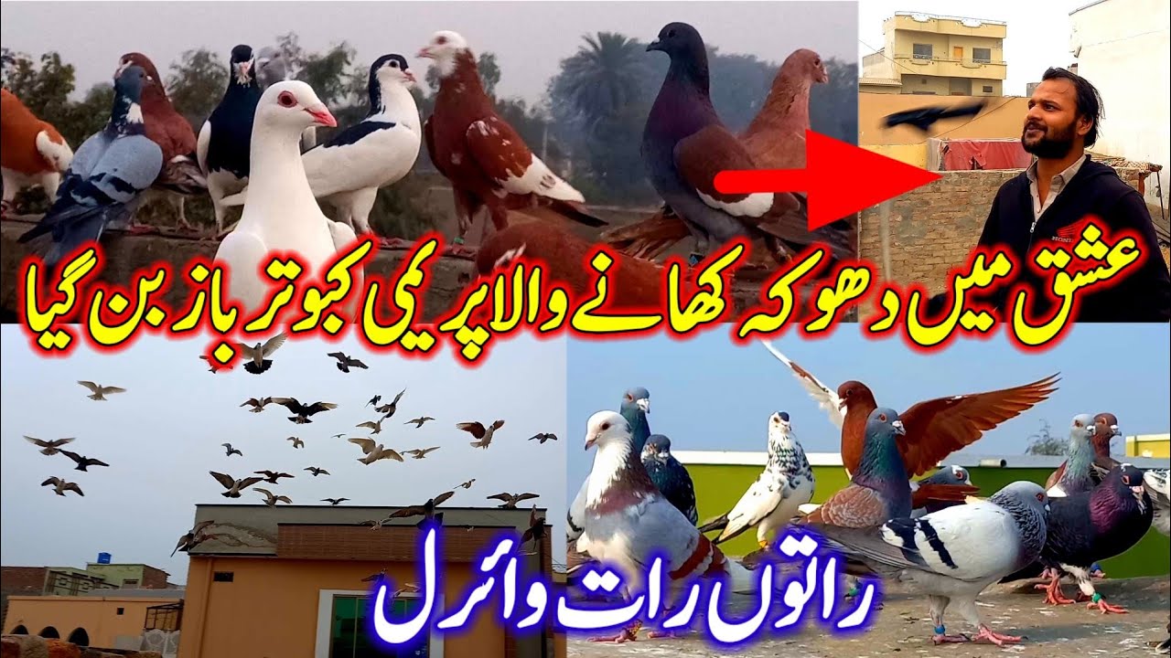 Eishaq mein Dhookha Khane Wala  Paremi KabootarBaz Ban Giya | Rato Rat viral | Pigeon video |