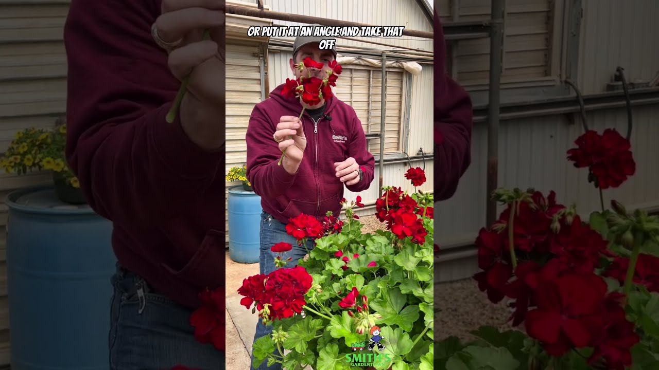 🤏Geranium Bloom Tip