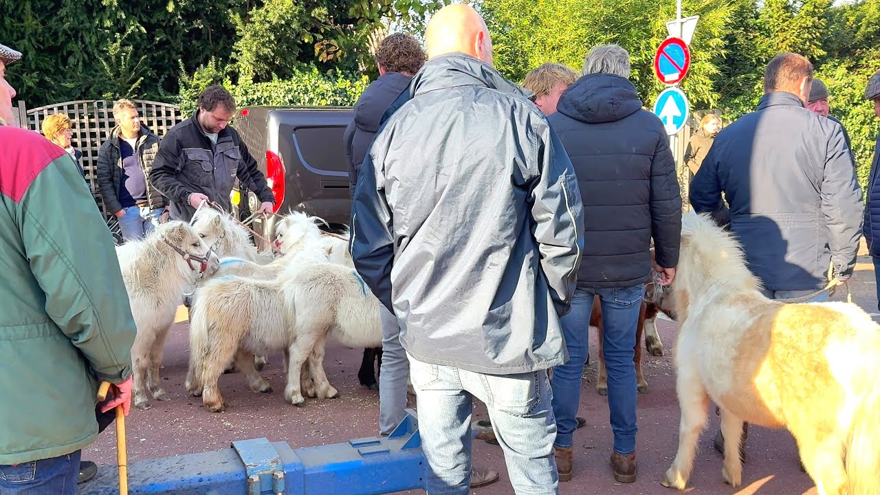 Abreise der nicht verkauften Ponys 04.11.2024 Pferdemarkt in Hedel (NL)