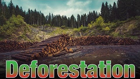 Deforestation||Meaning||Causes||Impacts and Effects||Solutions||Environmental Issue||EVS||