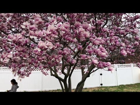 Video: Hoa Magnolias Nở Như Thế Nào