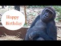 (12/21 )祝‼︎兄弟のお誕生日会♪⭐️ゴリラ gorilla【京都市動物園】Gorilla Brothers Birthday Celebration