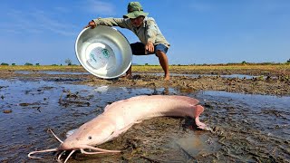 Wow! amazing monster Red catfish! catch a lot of fish in little water at field by hand a fisherman